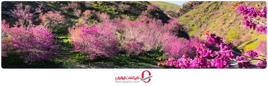 دره ارغوان - مشهد