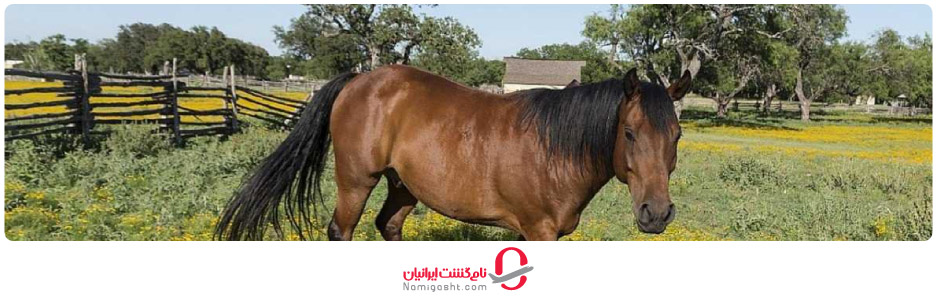 مزرعه اسب‌سواری آوانا