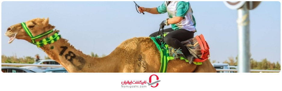 جام مسابقه شتر سلطان عمان