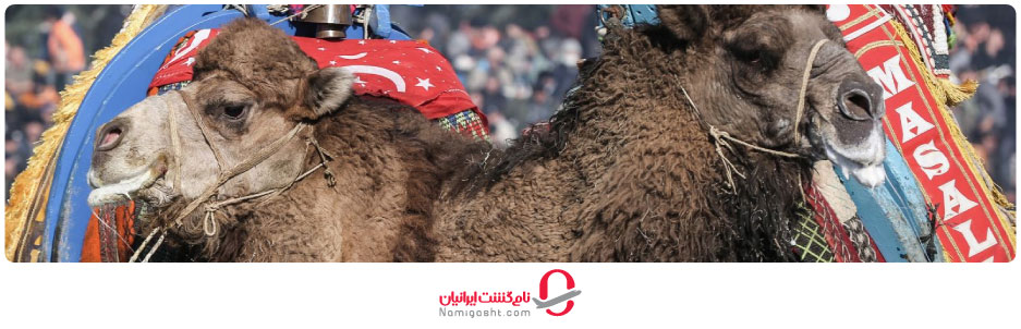 مسابقات شترسواری کوش آداسی