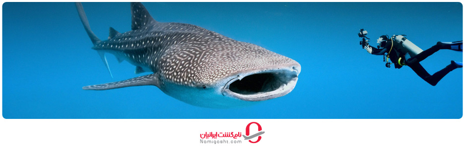 غواصی در آب‌های ساحلی مالدیو