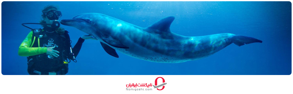 غواصی با دلفین ها