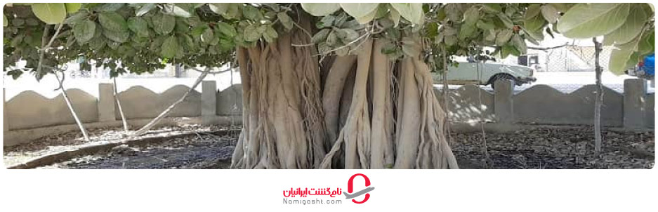 درخت معابد قشم