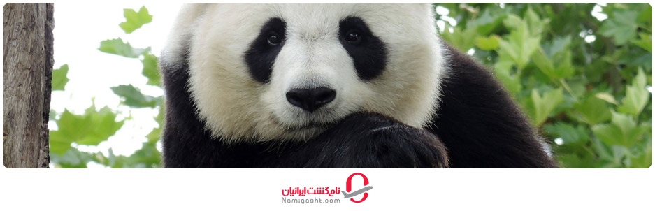 مرکز مطالعاتی پانداهای غول‌پیکر