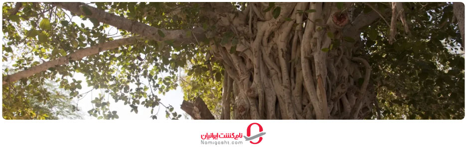 درخت سبز کیش