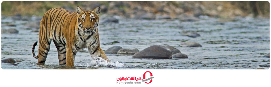 پارک ملی جیم کوربت