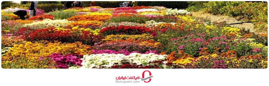 جشنواره گل‌های داوودی مشهد