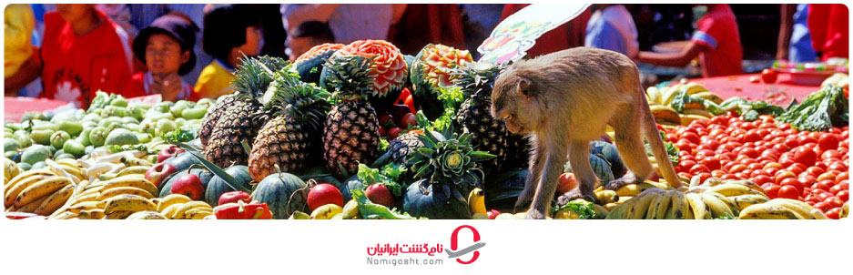 جشنواره میمون ها