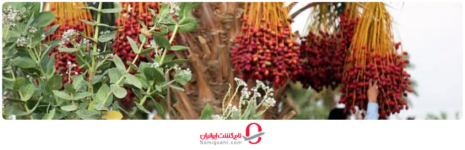 جشن نخل و خرما قشم