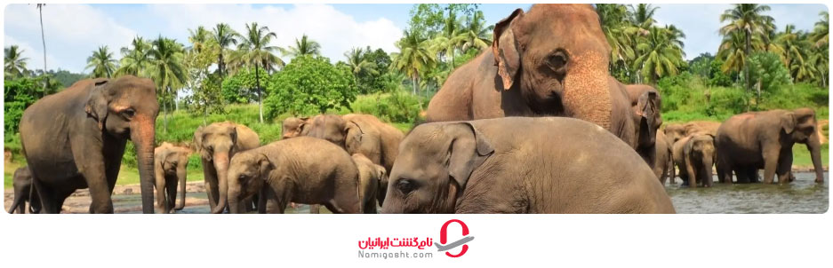 پناهگاه فیل‌ ها در پوکت