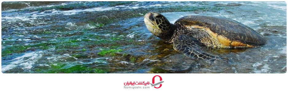  ساحل لاک‌ پشت‌ ها